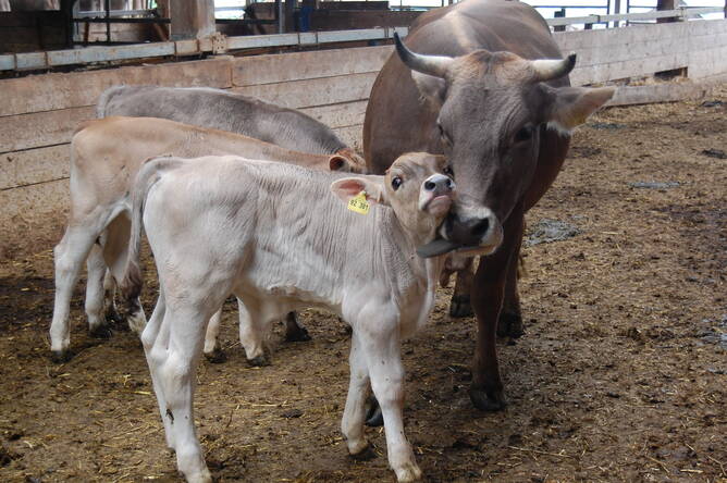 bild_forschung_5_mutter-kalb-verhalten.jpg